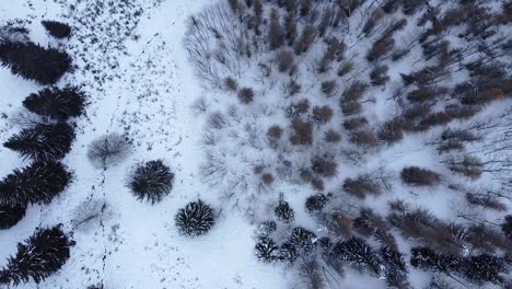 Aerial-winter-landscape-with-snow-and-brook-among-trees