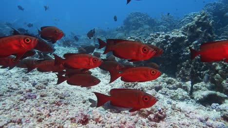 Beautiful-close-and-slow-motion-shot-of-red-goggle-eye-fish-on-a-tropical-reef-at-the-atoll-of-Fakarava-in-French-Polynesia