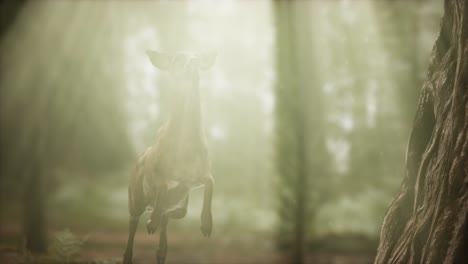 extreme-slow-motion-deer-jump-in-pine-forest