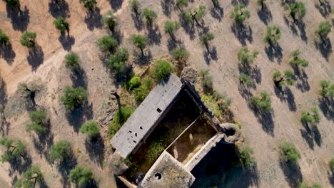 Top-view-of-the-medieval-castle-of-Aragonesa-in-the-olive-garden