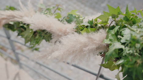 Fluffy-Pampas-Grass-with-Ivy-Over-Fence