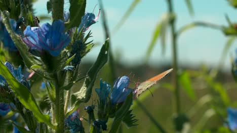 butterfly on viper's bugloss flower