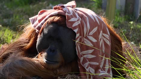 orangutan resting with cloth on head