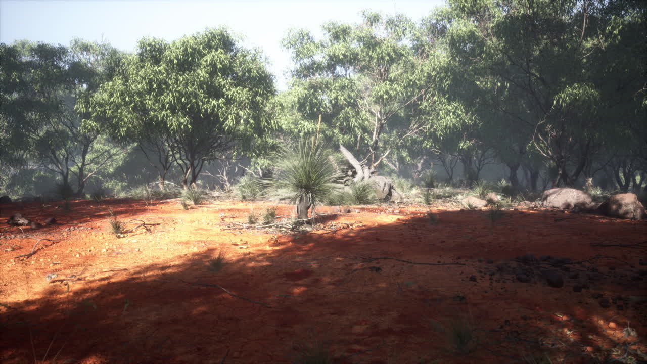 el interior de australia con árboles y arena amarilla