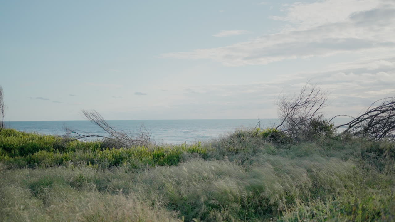 잔디, 희박한 나무, 그리고 은 하늘 아래의 배경에 있는 바다와 함께 해안 풍경