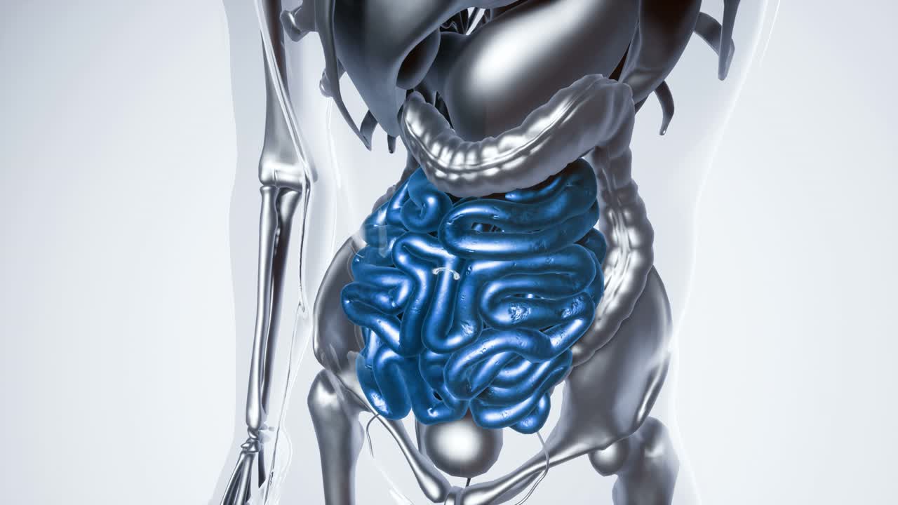 modelo de intestino humano con todos los órganos y huesos