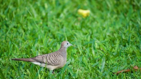 Zebrataube-Oder-Gesperrte-Taube,-Die-Auf-Grasbewachsenem-Rasen-Spazieren-Geht-Und-Flügel-Nimmt---Trecking-aufnahme-Aus-Nächster-Nähe