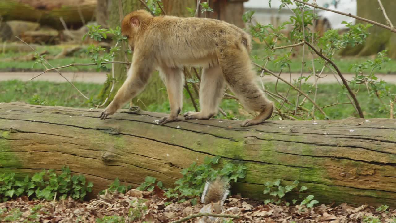 Barbary Macaque Ape Walking On The Tree