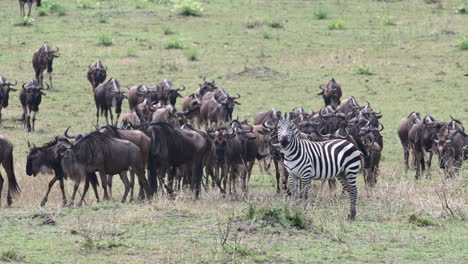 Streifengnu-Große-Herde-Wandert,-Ein-Einzelnes-Zebra-Steht-Dazwischen,-Die-Serengeti-Ebenen,-Tansania