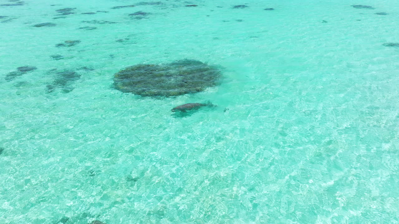Sea Cow Swimming Under Clear Blue Sea With Shallow Waters Near Moso Island In Vanuatu