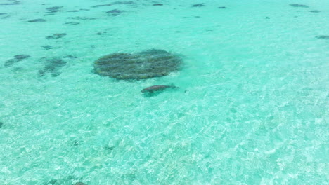 Sea-Cow-Swimming-Under-Clear-Blue-Sea-With-Shallow-Waters-Near-Moso-Island-In-Vanuatu