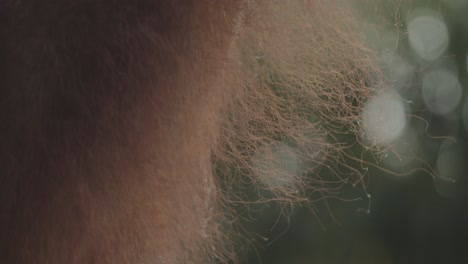 orange red orangutan hair in golden sunlight