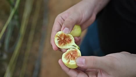 a man opens a fresh ripe green fig inside a greenhouse