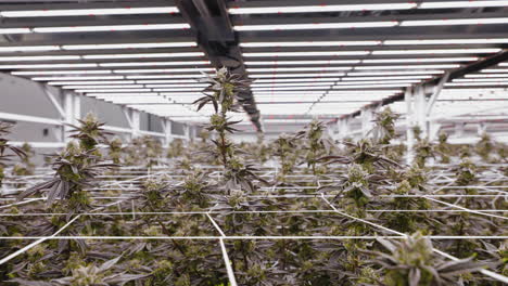 dolly shot along cannabis production plants in greenhouse, california