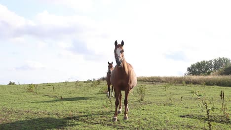 two horses on plain grass.
