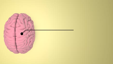 3d brain model information