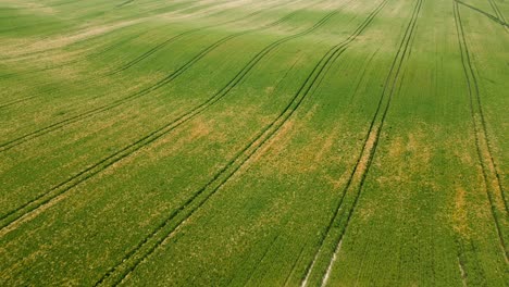 Tractor-tracks-below-in-a-wavy-meadow-of-grain-and-a-sunny-day,-aerial