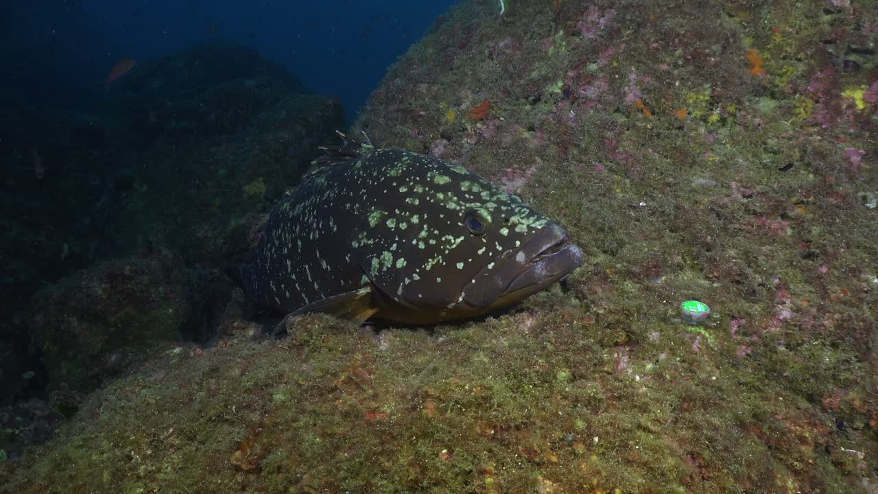 Mero grouper resting on reef underwater in Spain