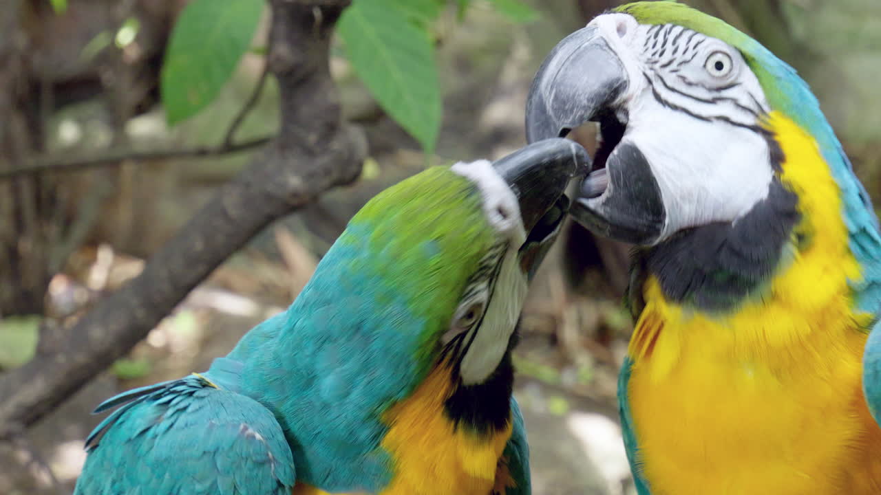 picoteando y limpiándose el uno al otro, una pareja de guacamayos azul y amarillo, ara ararauna están limpiando las plumas del otro desde la cabeza hasta la cola