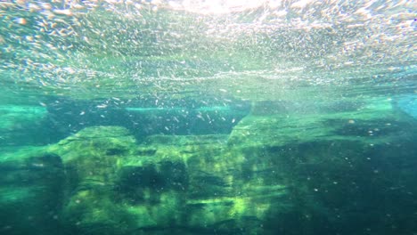 a dolphin swims gracefully in a clear underwater environment.