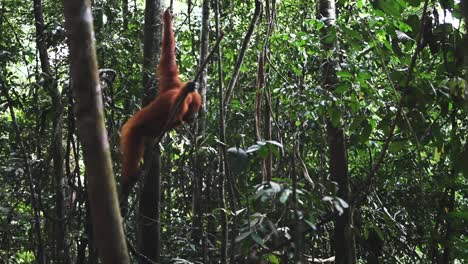 Wild-orangutan-hanging-on-the-branches-in-the-jungle,-static-shot