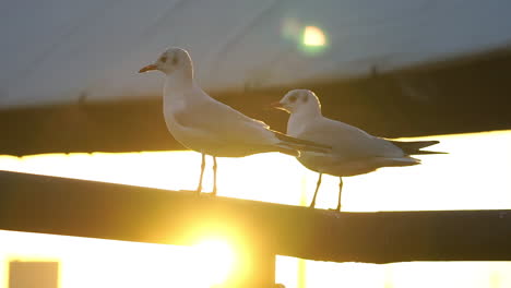 a couple of seagulls resting on the railings with the traditional abra boat passing by during the golden hour in dubai, uae. -wide shot