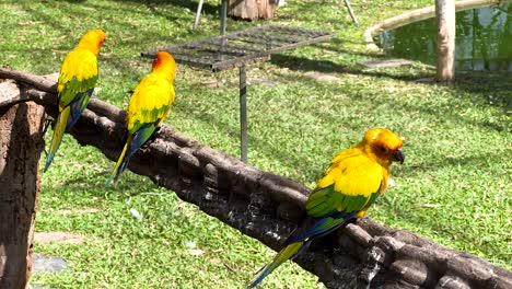 pájaros vibrantes descansando en una percha de madera