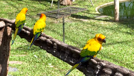 vibrant birds resting on a wooden perch