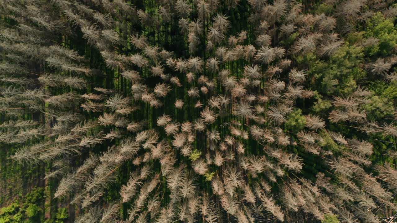 Aerial crossing of dead dry spruce forest hit by bark beetle in Czech countryside