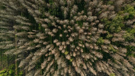 Luftüberquerung-Eines-Toten,-Trockenen-Fichtenwaldes,-Der-Von-Borkenkäfern-In-Der-Tschechischen-Landschaft-Befallen-Wurde