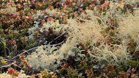 Flechtenmoos-Der-Arktischen-Tundra-Aus-Nächster-Nähe.-Es-Kommt-Hauptsächlich-In-Gebieten-Der-Arktischen-Tundra-Und-Der-Alpentundra-Vor-Und-Ist-äußerst-Kälteresistent.-Cladonia-Rangiferina,-Auch-Als-Rentierbecherflechte-Bekannt.