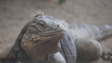 Closeup View of a Terrestrial Iguania Reptile with Detailed Focus on Its Claw. Closeup lizard ground camera Iguania reptile wildlife claw