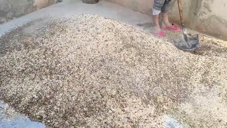 close-up shot of a successful man farmer mixing crushed ingredients for preparing domestic animal feed with a shovel on a cattle farm