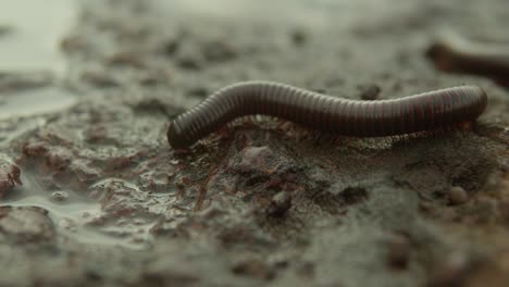 nahaufnahme eines regenwurms, der über nassen, schlammigen boden kriecht und sich auf der unebenen oberfläche bewegt