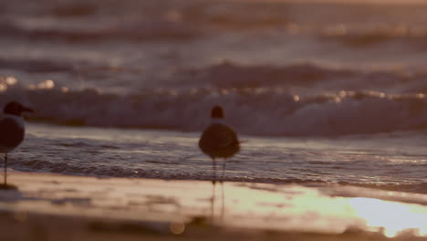 sunrise on the beach of the gulf coast featuring seagulls