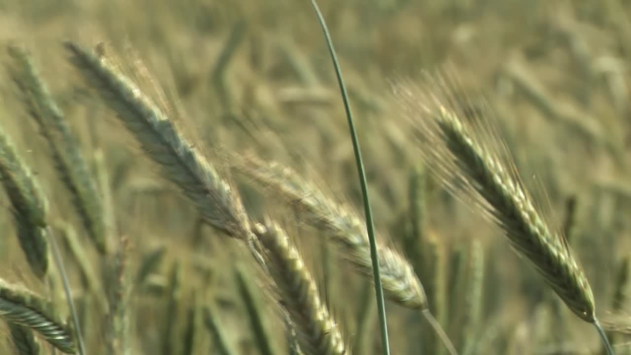 Close up of barley in the wind, Bavaria, Germany