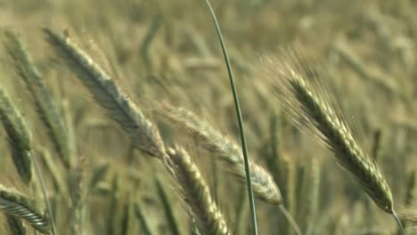 Nahaufnahme-Von-Gerste-Im-Wind,-Bayern,-Deutschland