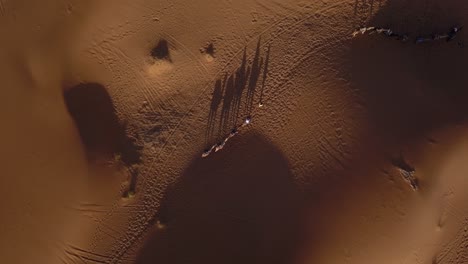 antena: camellos en el desierto del sahara
