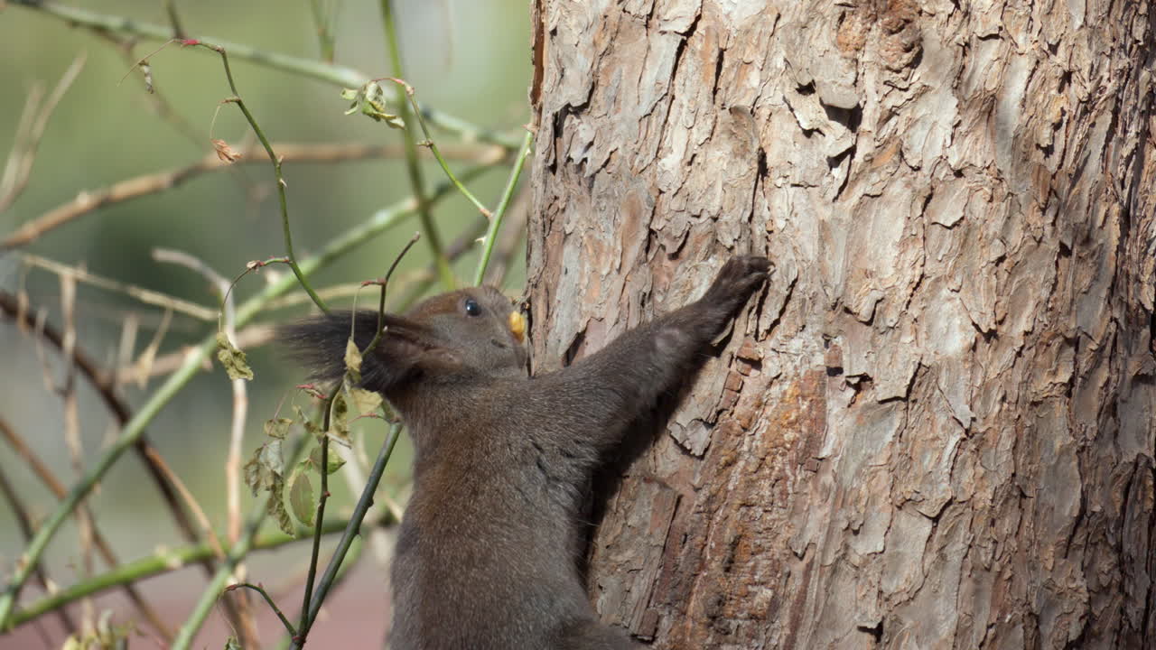 유라시아 붉은 다람쥐는 느린 동작으로 입에 호두 너트를 들고 나무 줄기에 올라