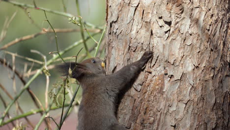 ardilla roja eurasiática sube al tronco del árbol con nuez en la boca en cámara lenta