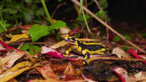 4k footage of a black and yellow salamander walking around in the garden at night