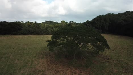 Drone-twist-spin-from-tree-in-field-to-reveal-river-and-volcano-mountains-in-Hawaiin-rainforest-in-Kauai