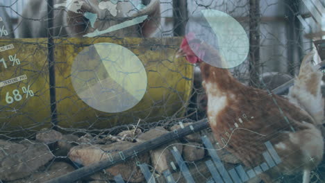 animación de la interfaz infográfica sobre el paseo de las gallinas y los cerdos en jaula en la granja avícola
