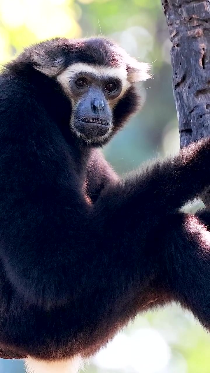 Un gibbone nero con macchie bianche sul viso siede su un ramo d'albero, guardandosi intorno con curiosità.