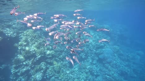 close up shot of school of fish near to the coral reef. shot was taken at egypt marsa alam during summer