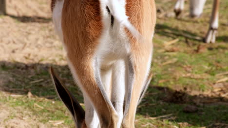 rear view of grazing springbuck and swishing tail, telephoto