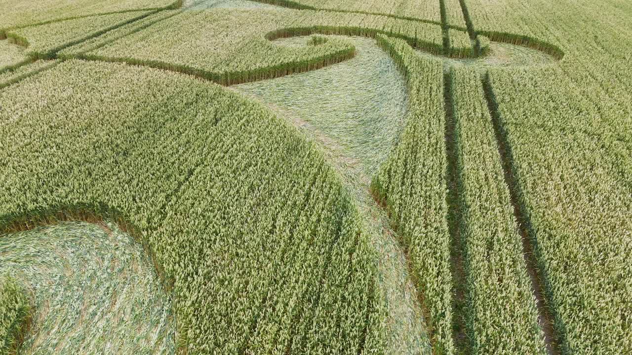 etchilhampton círculo de cultivo de flores en espiral de cerca volando bajo a través de la vegetación del campo de trigo de wiltshire