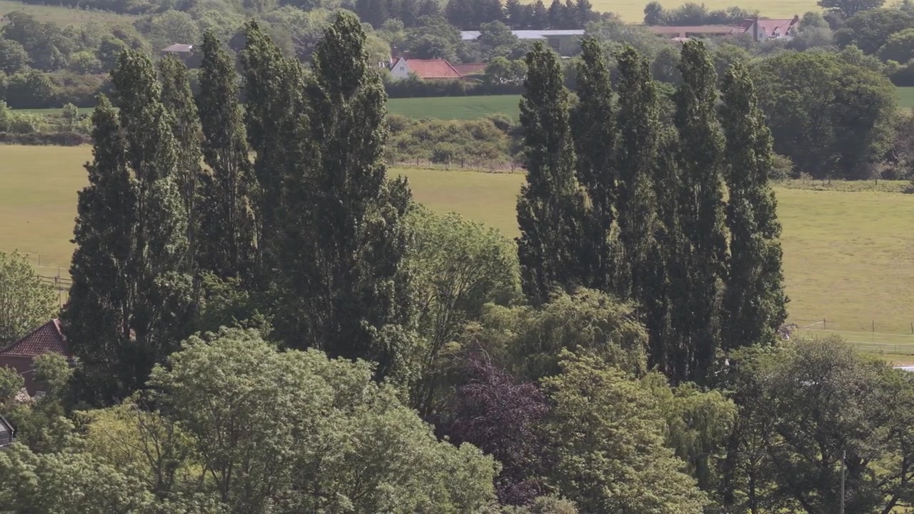 Tall trees and green fields in rural landscape on a clear day, countryside setting