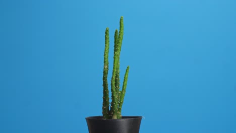 planta opuntia salmiana girando a su alrededor en el fondo de la pantalla azul