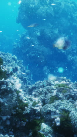 underwater coral reef